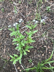 Myosotis semiamplexicaulis