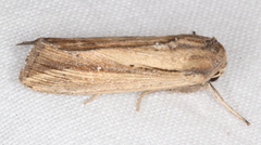 Leucania stenographa