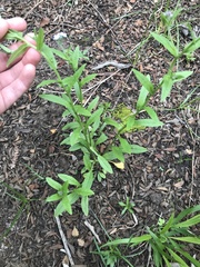 Myosotis semiamplexicaulis