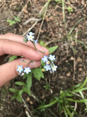 Myosotis semiamplexicaulis