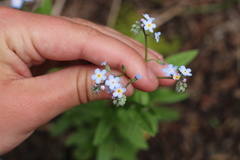 Myosotis semiamplexicaulis
