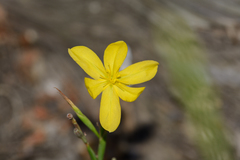 Moraea lewisiae