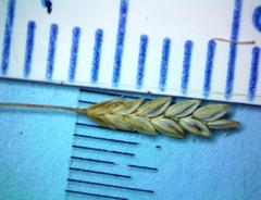 Eragrostis elliottii