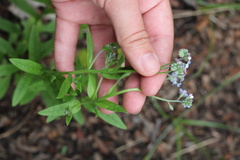 Myosotis semiamplexicaulis