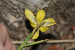 Moraea lewisiae