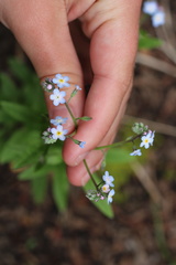 Myosotis semiamplexicaulis