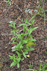 Myosotis semiamplexicaulis