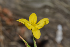 Moraea lewisiae