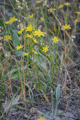 Moraea lewisiae