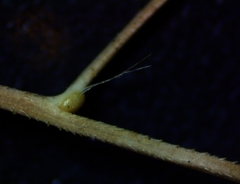 Eragrostis elliottii