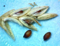 Eragrostis elliottii
