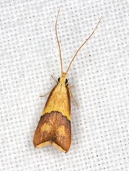 Crocanthes prasinopis