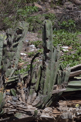 Lophocereus marginatus