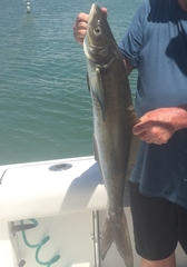 Rachycentron canadum