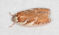 Euchaetis rhizobola
