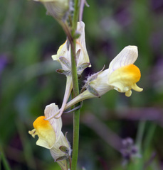 Linaria macroura