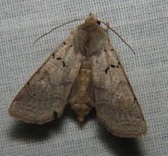 Richia parentalis