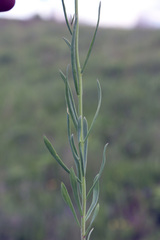 Linaria macroura