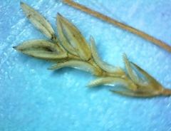 Eragrostis elliottii