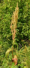 Rumex densiflorus