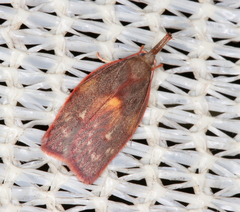 Enchocrates glaucopis