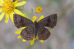 Calephelis aymaran