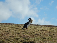 Leucocarbo verrucosus