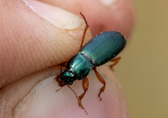 Ophonus laticollis