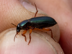 Ophonus laticollis