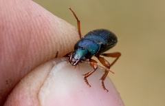 Ophonus laticollis