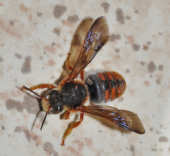 Rhodanthidium