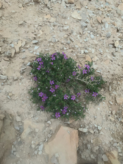 Fagonia mollis