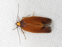 Delexocha ochrocausta
