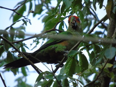 Aratinga auricapillus