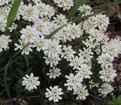 Iberis sempervirens