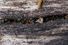 Leptothorax acervorum