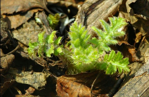 Kamchatka thistle