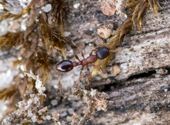 Leptothorax acervorum