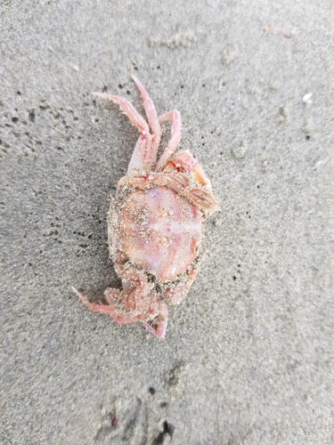 Nectocarcinus antarcticus