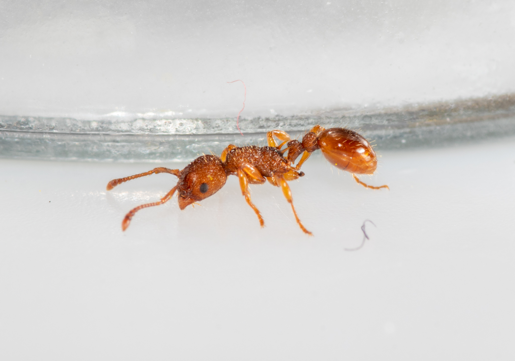 Myrmica sabuleti