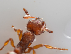 Myrmica sabuleti