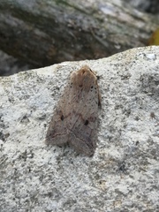 Agrochola blidaensis