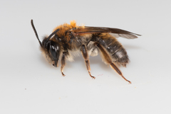 Andrena helvola