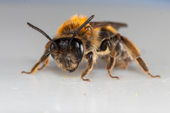 Andrena helvola