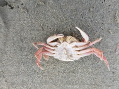 Nectocarcinus antarcticus
