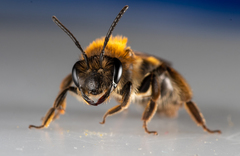 Andrena helvola