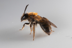 Andrena helvola