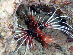 Pterois cincta