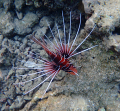 Pterois cincta