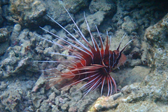 Pterois cincta
